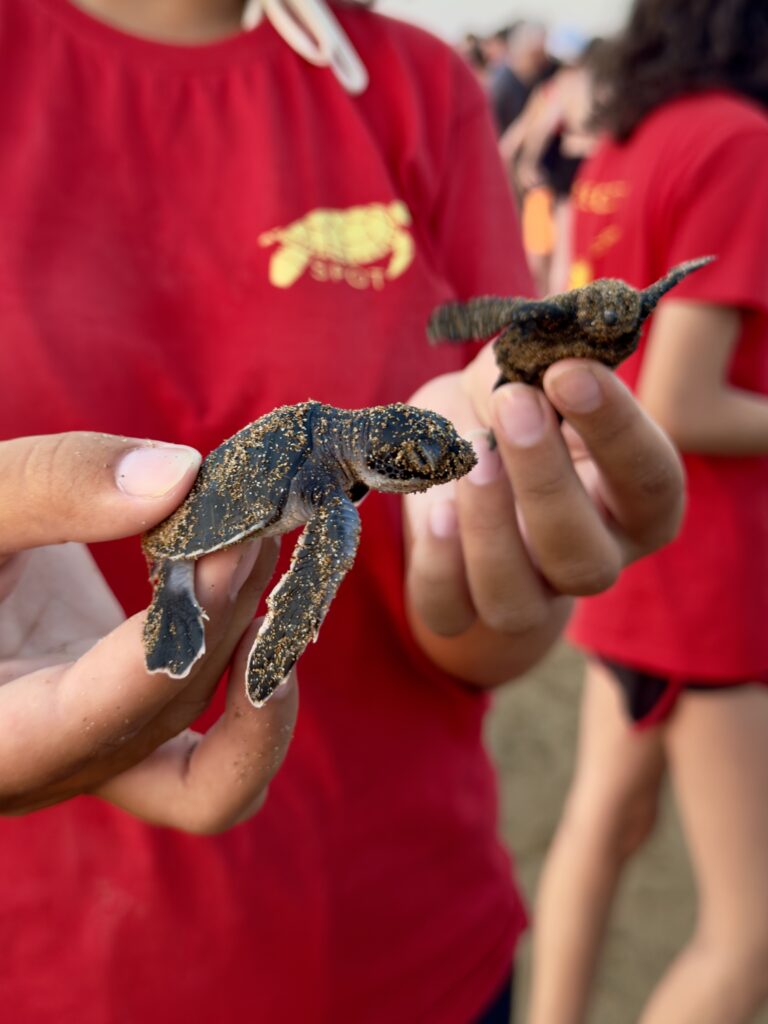 Baby-Schildkröten am Strand