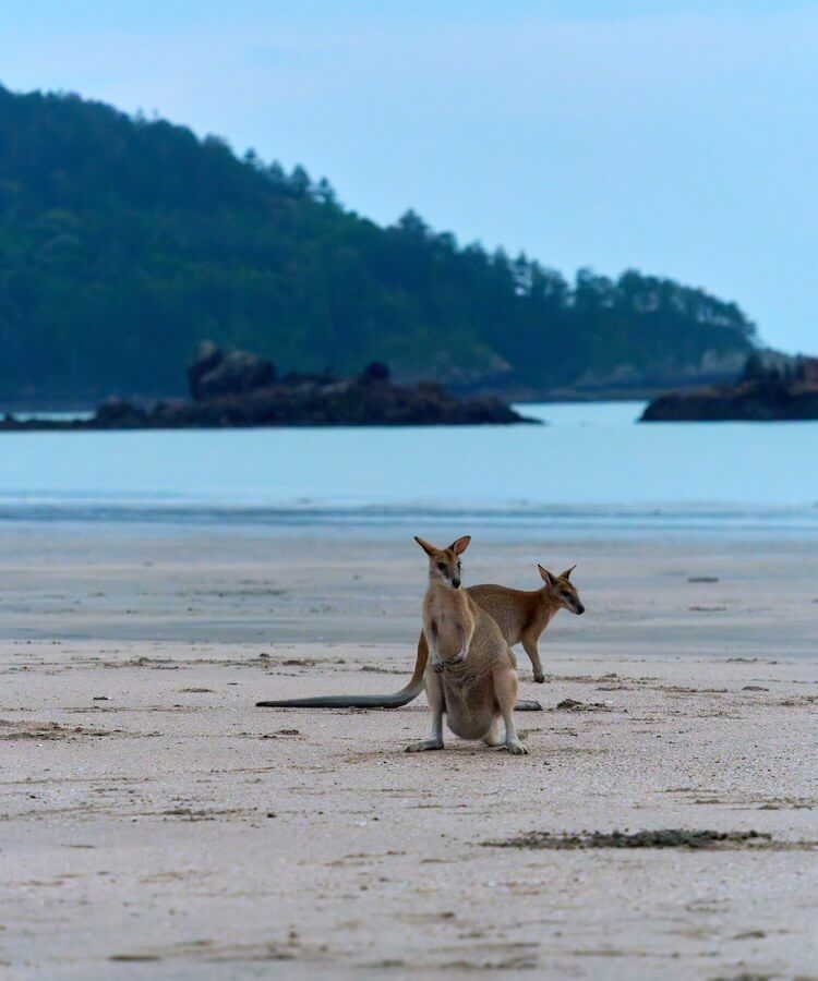 Australien Ostküste vs. Westküste · Bild 5