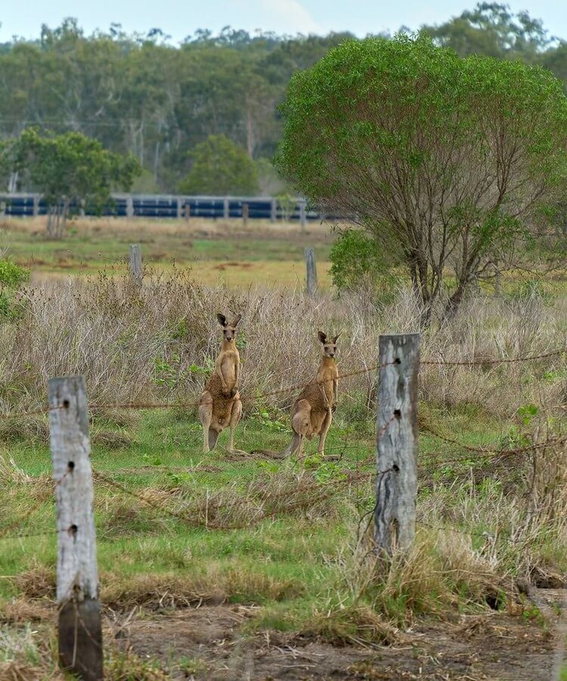Australien Ostküste vs. Westküste · Bild 8