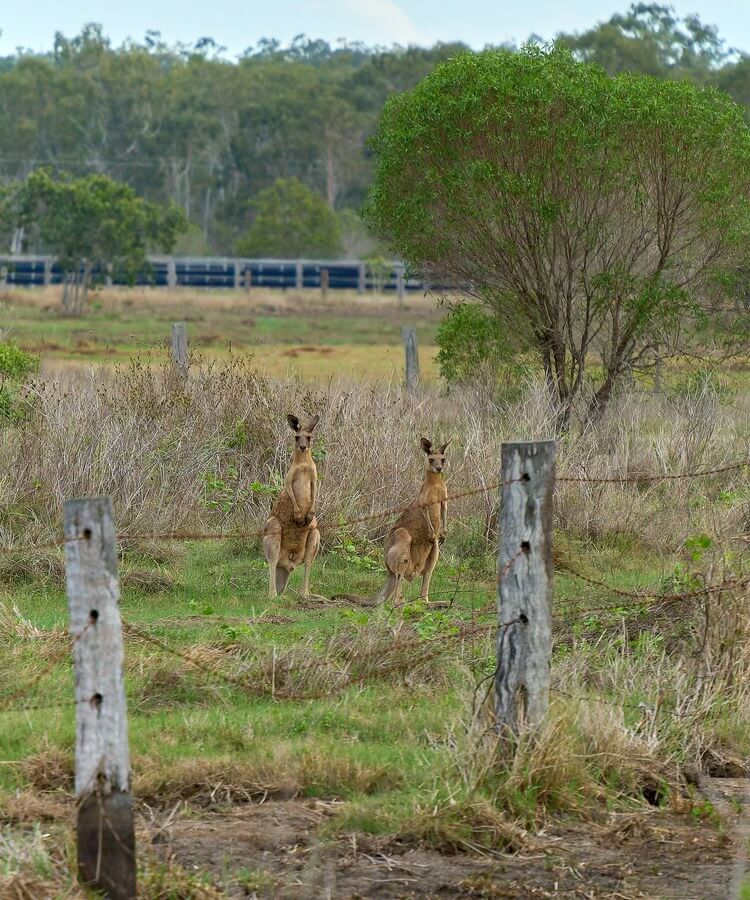 Australien Ostküste vs. Westküste · Bild 8