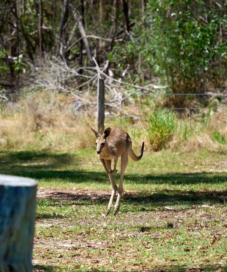 Australia East Coast Travelogue · Image 11