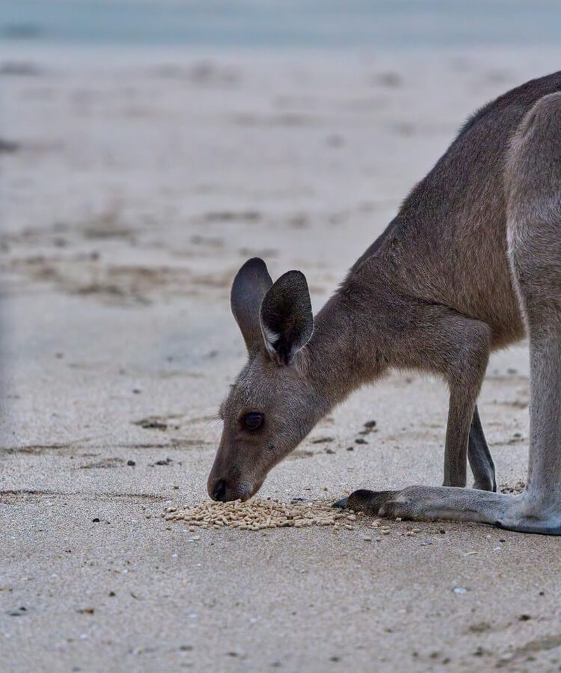 Australia East Coast Travelogue · Image 7