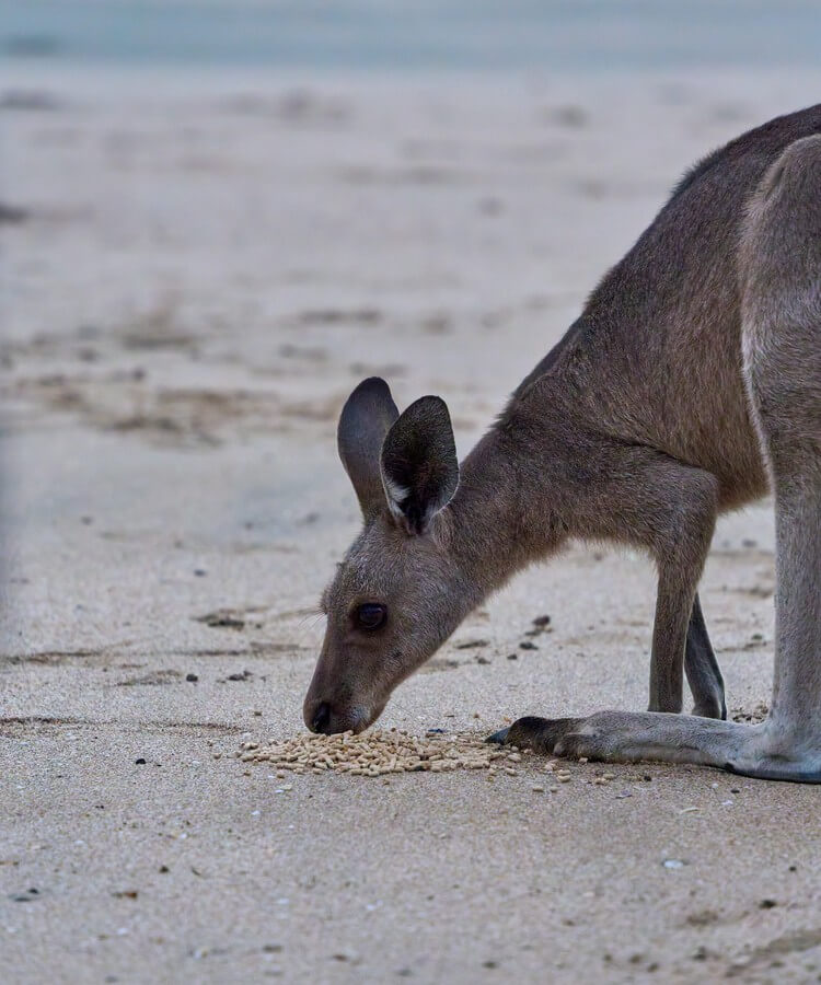 Australia East Coast Travelogue · Image 7