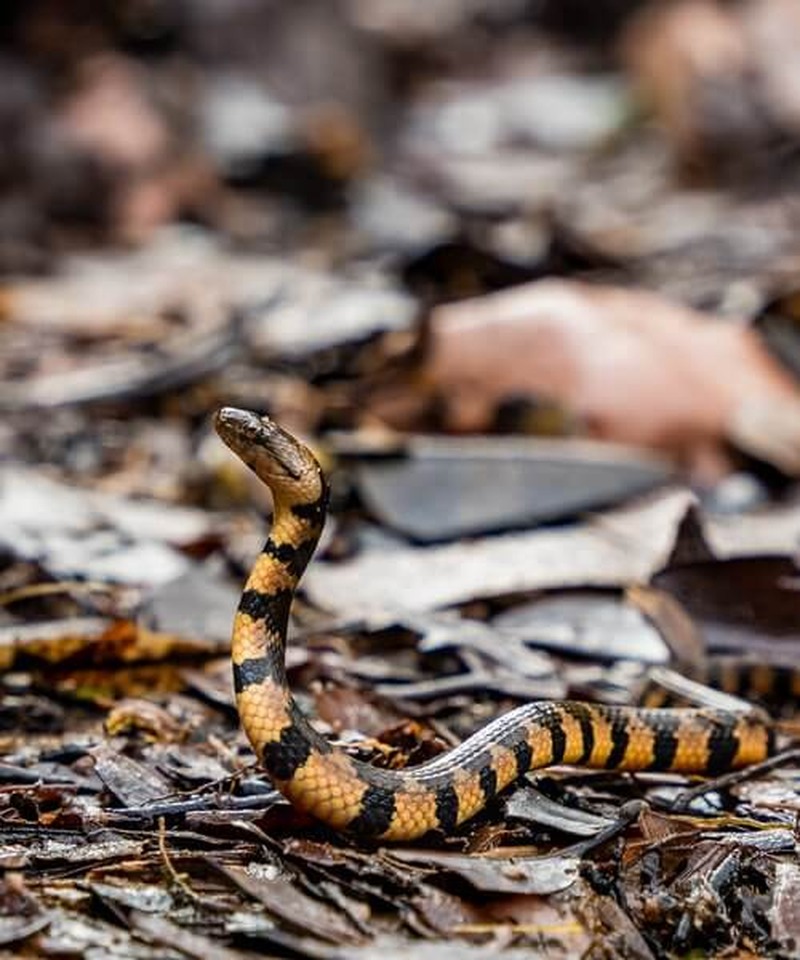 Schlange im Dschungel — Venezuela Fauna Los Llanos