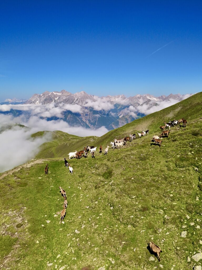 Ziegen auf Almwiese über den Wolken
