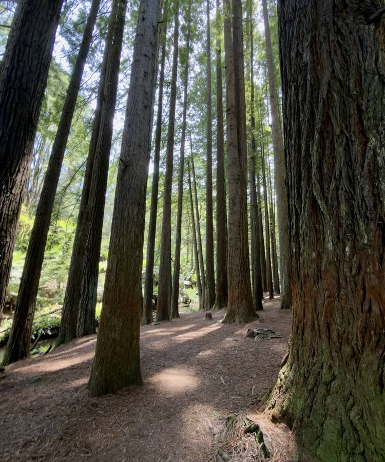 Great Ocean Road · Image 3