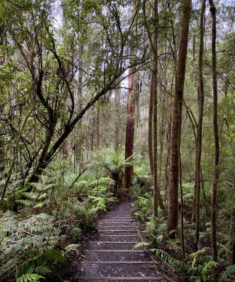 Great Ocean Road · Image 6