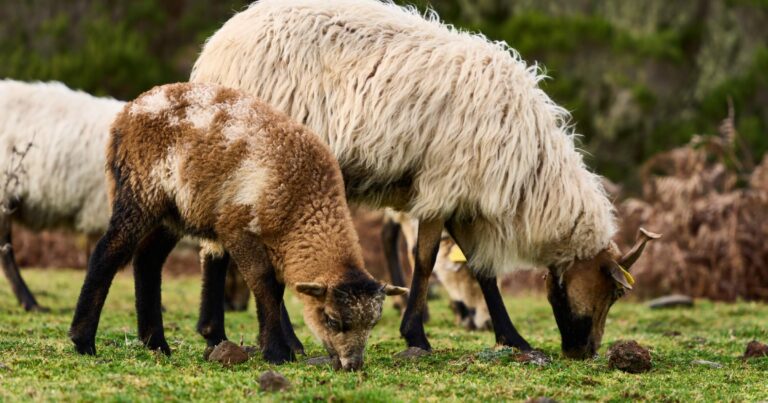 Madeira Levada-Wanderungen: Die 5 schönsten Touren