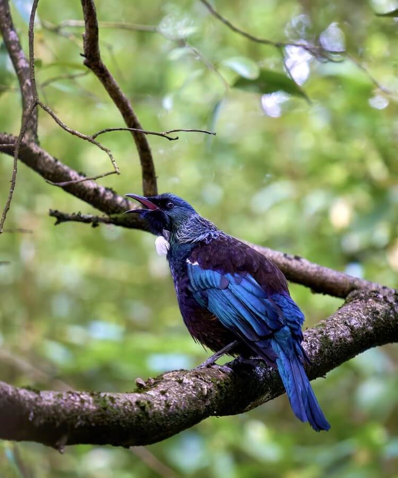 Tasman Glacier Aoraki Mt Cook