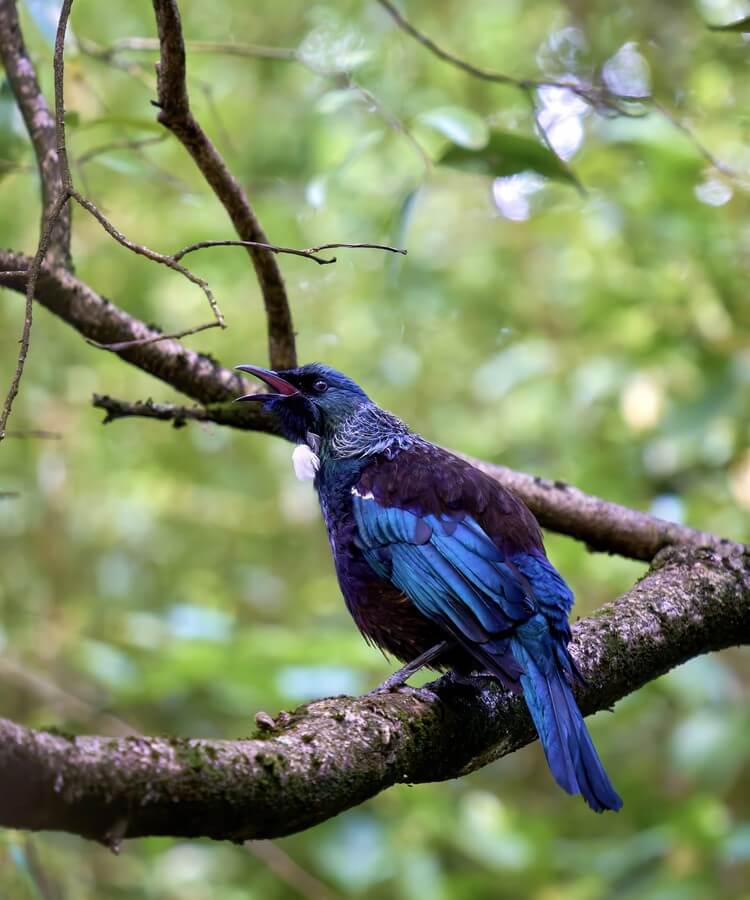 New Zealand travelogue · Image 19