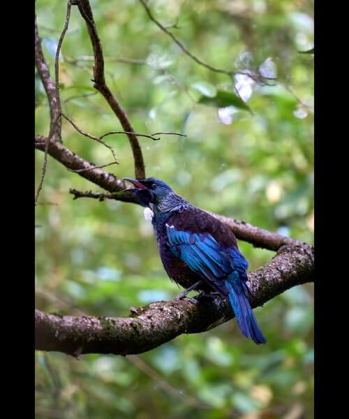 Fjord-Landschaft Neuseeland Südinsel