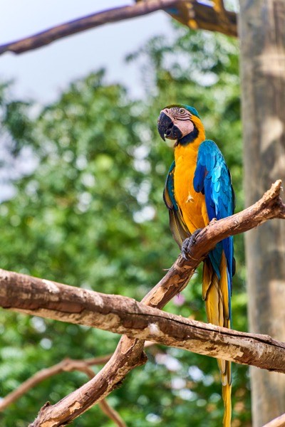 Ara Papagei Reise Outdoor